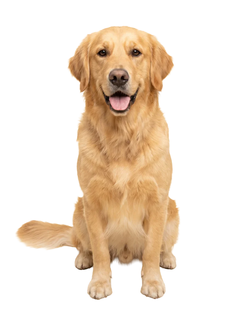 Dog, photograph card from PopPond