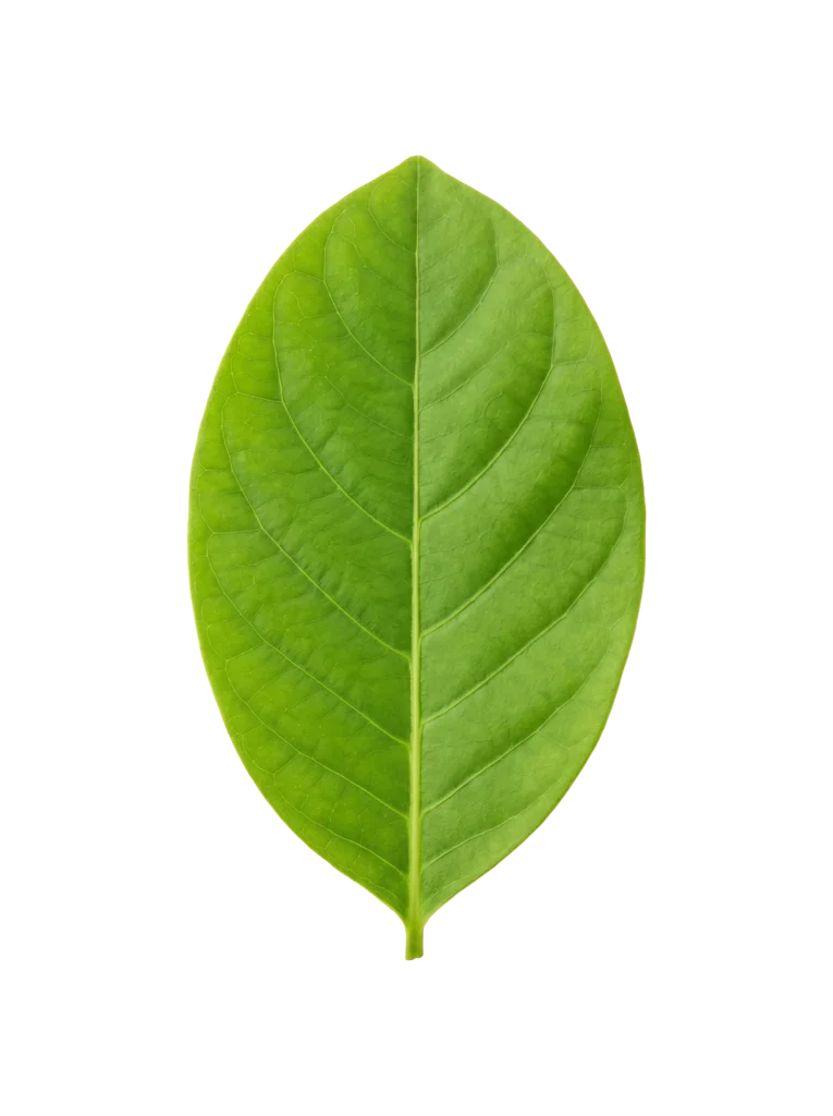 Leaf, photograph card from PopPond